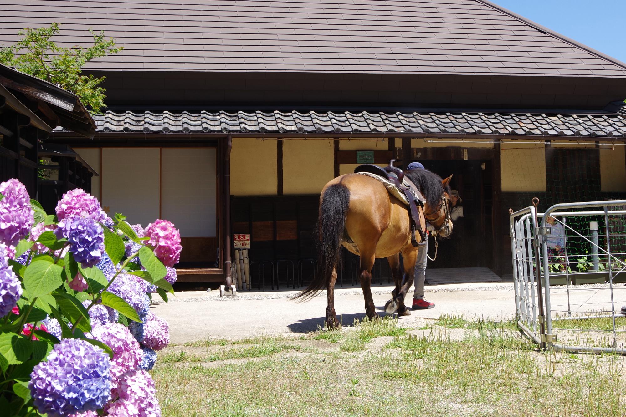 木曽馬が古民家へ向かう様子の写真