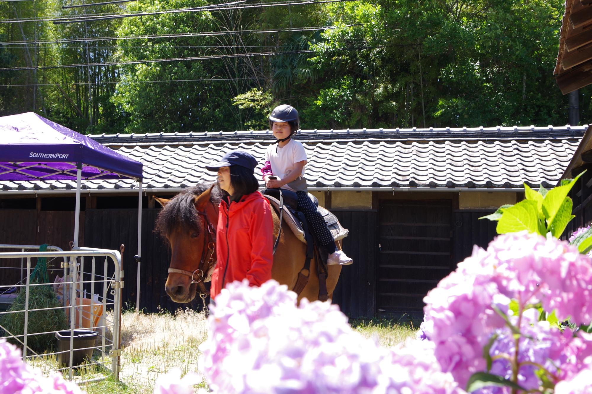 あじさいと乗馬体験の様子の写真