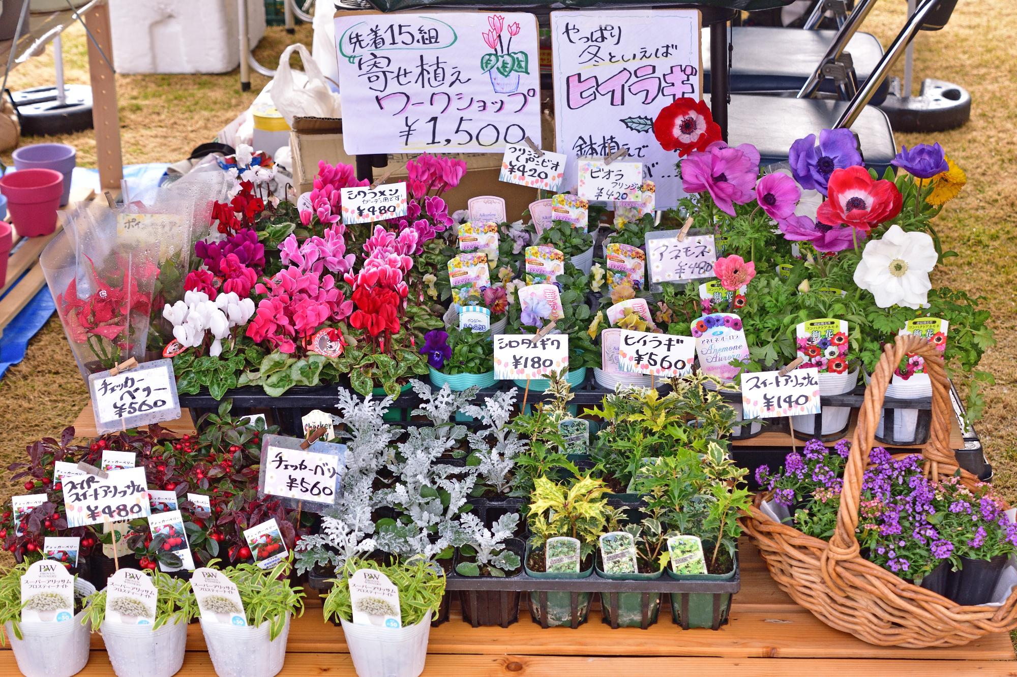 販売されている花が台の上に並べられている写真