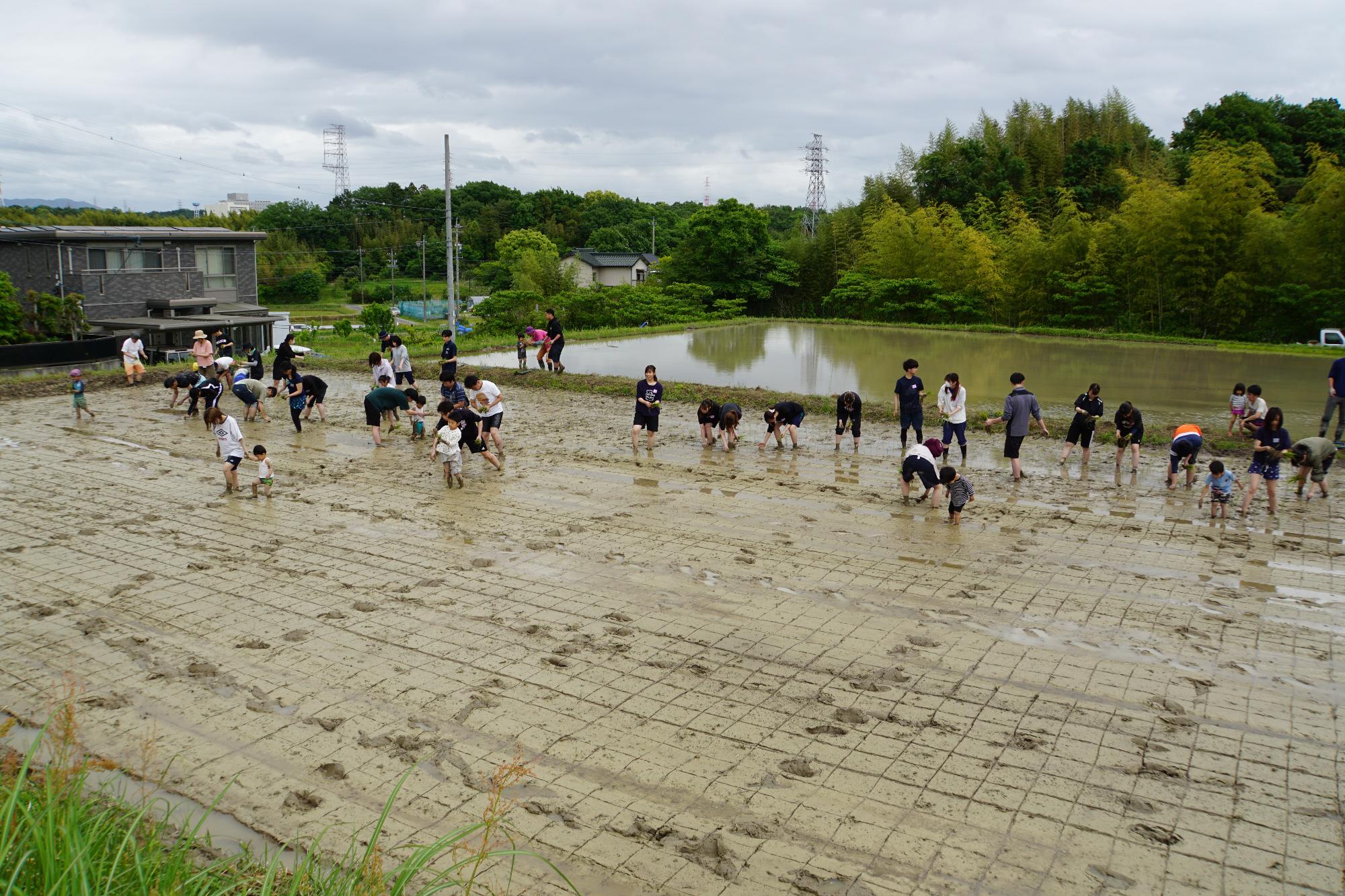参加者たちが苗を植えている様子の写真