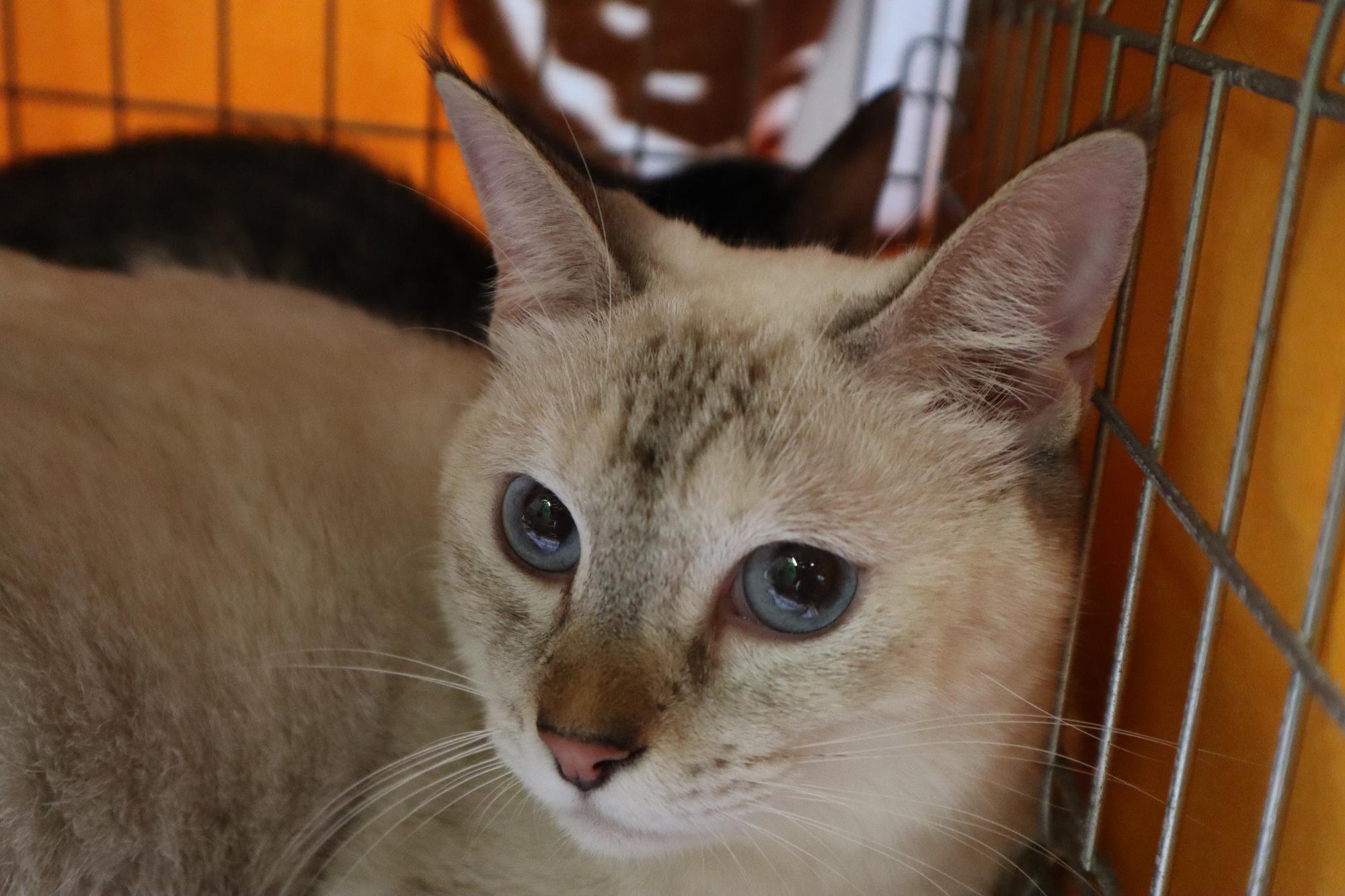 ケージ内の猫