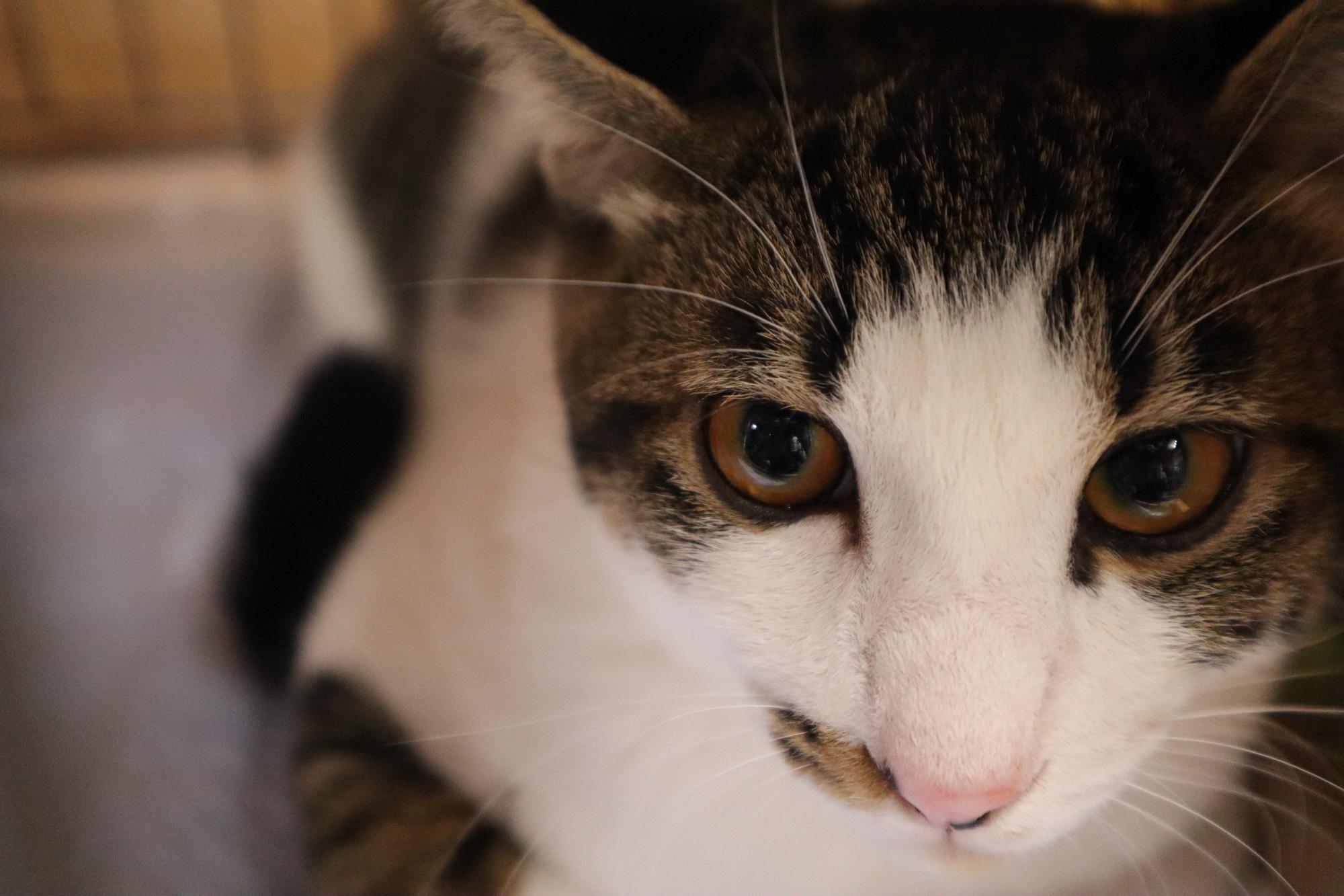 「ずっとのおうち」を探す猫たち