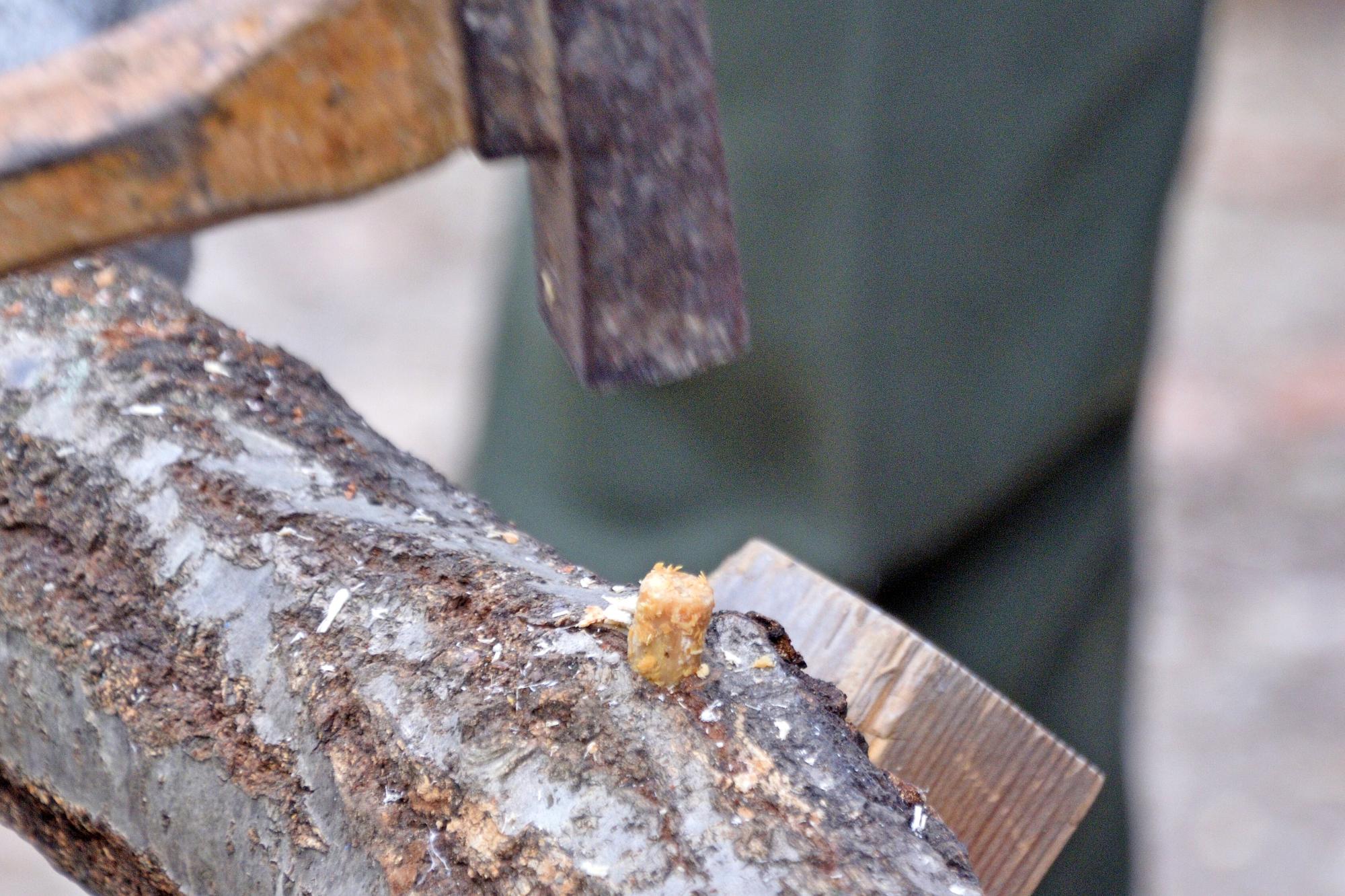 2026年1月24日 シイタケ栽培体験の画像