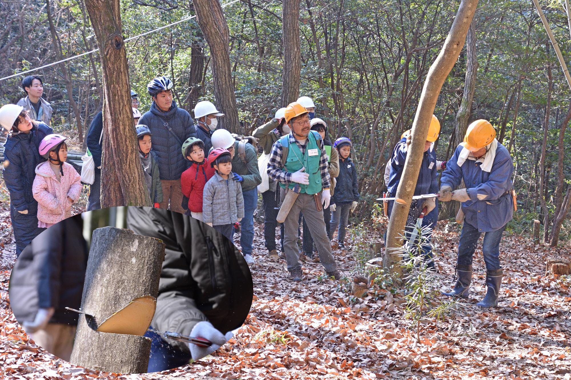伐採作業を見守るこどもたちの写真と切れ込みをいれた木の写真