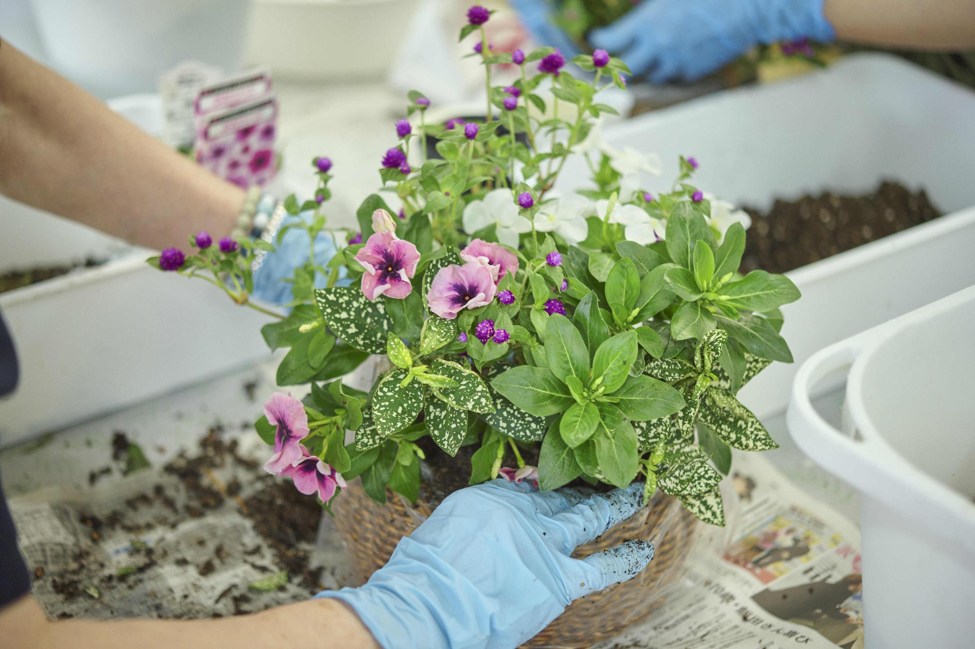 寄せ植えを作成する様子の写真
