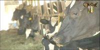 愛知牧場で飼われている牛が牛舎にいる様子の写真