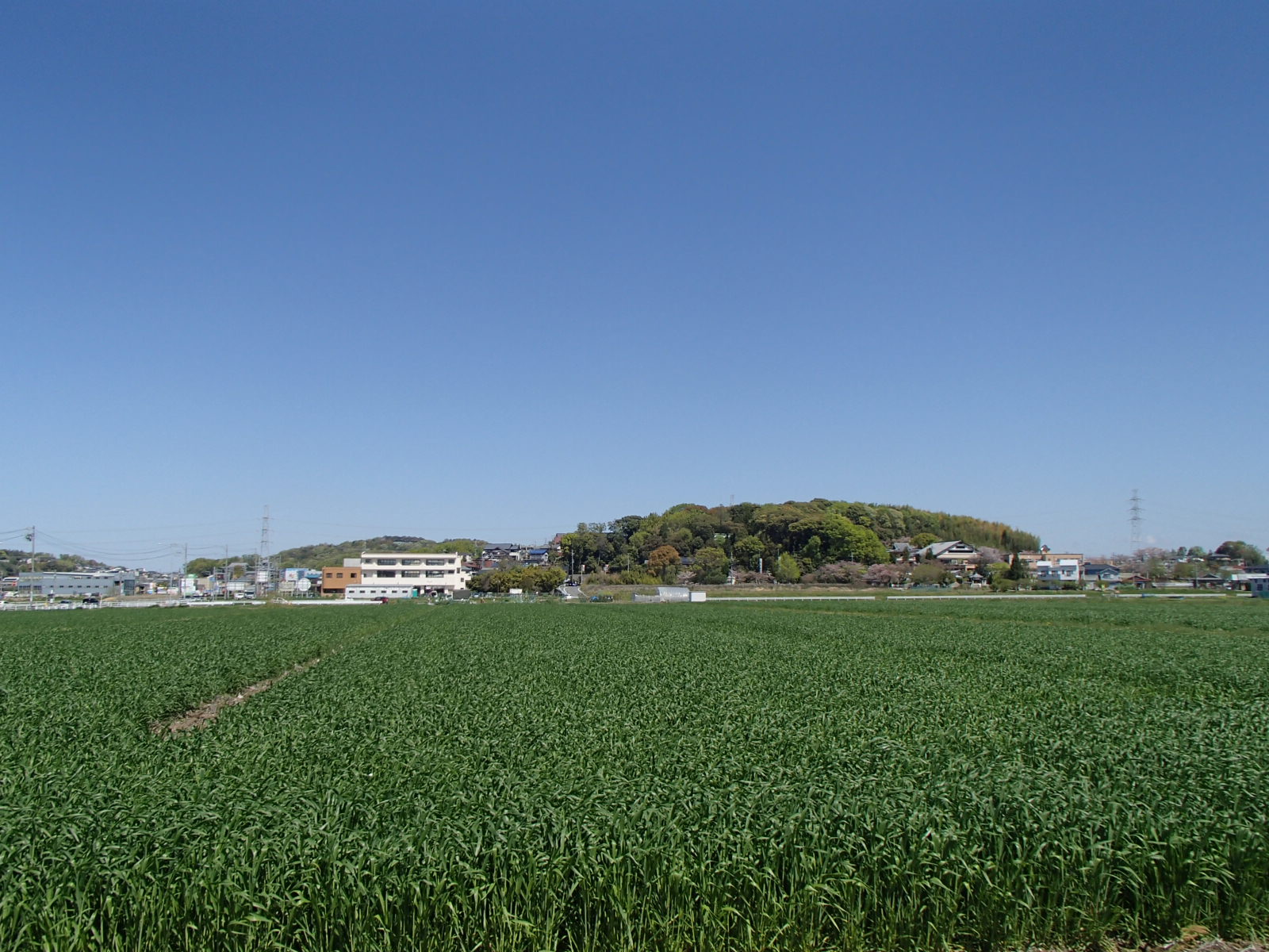 植え付けを行った小麦の様子