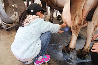 年11月24日 パティシエと一緒に 乳搾りから始めるプリン作りin イン 愛知牧場 日進市