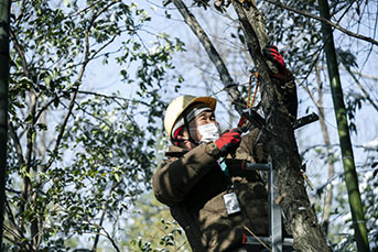 コナラの木の伐採準備を行う日進里山リーダー会会員