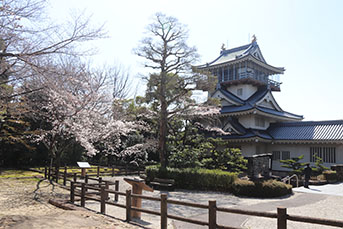 岩崎城址公園の桜の様子