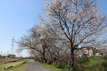 岩崎川の桜の様子