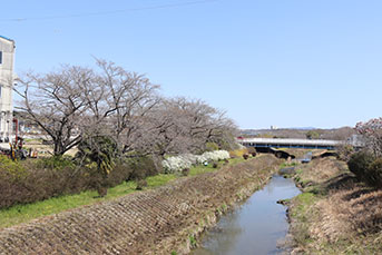 岩崎川の桜の様子