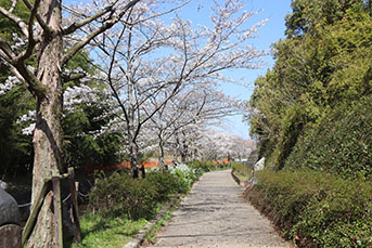 香久山の門木橋周辺の桜の様子