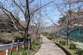 香久山の門木橋周辺の桜の様子