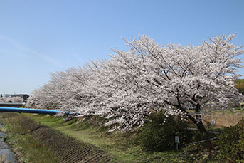 岩崎川の桜の様子
