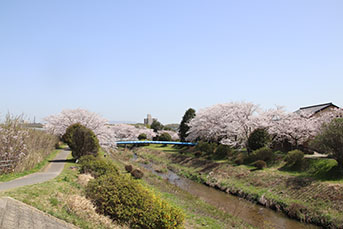 岩崎川の桜の様子