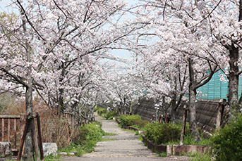 香久山の門木橋周辺の桜の様子
