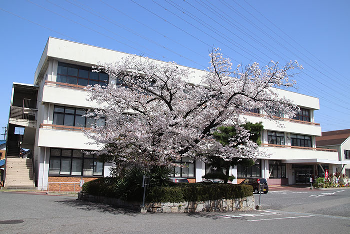 市役所敷地内の桜の様子