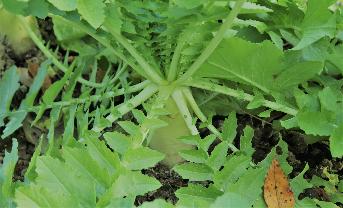 里山で育つ植物についても学ぶことができます
