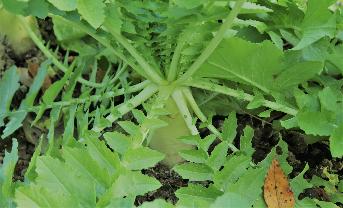 里山で育つ植物についても学ぶことができます