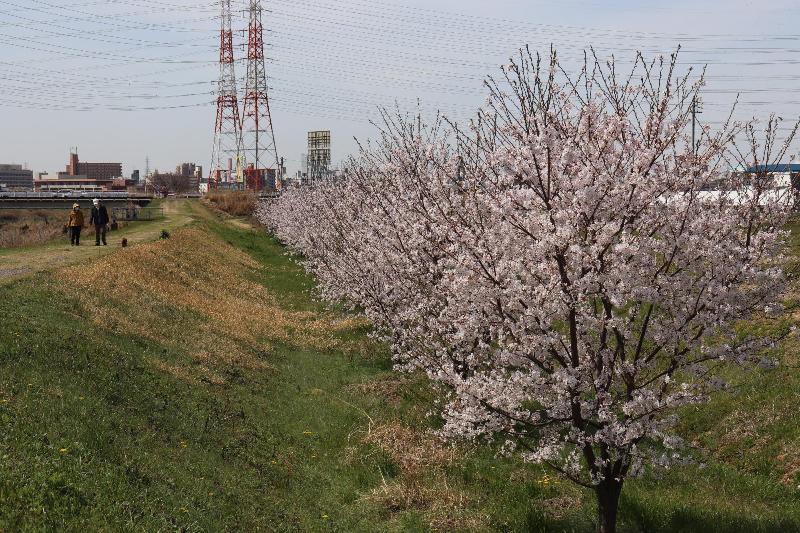 堤防道路を散歩中の人と桜並木