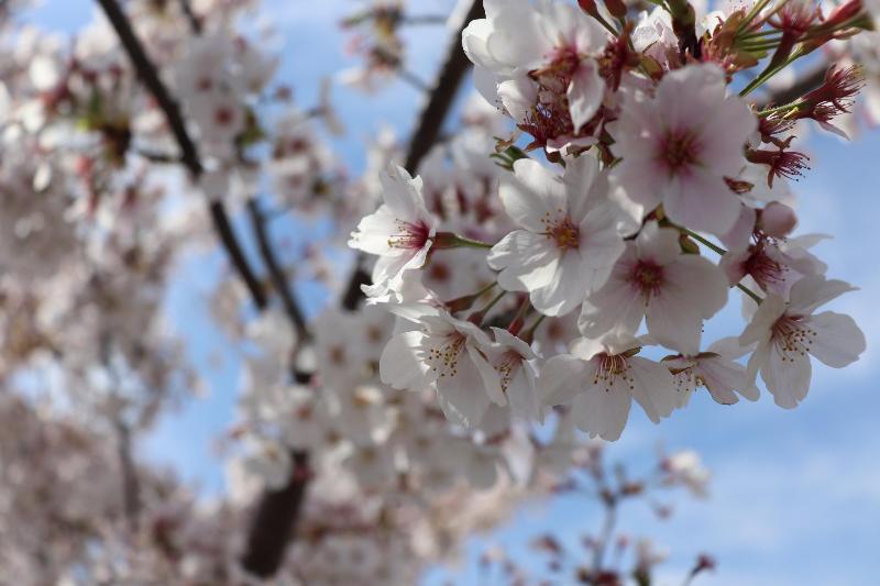 桜の花を近距離からその1