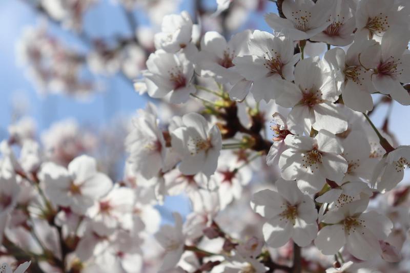 桜の花を近距離からその2