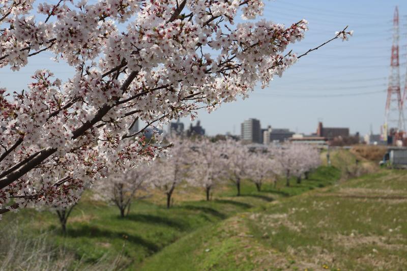 枝に咲く桜と桜並木