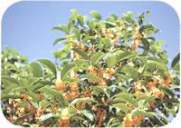 キンモクセイの木の写真