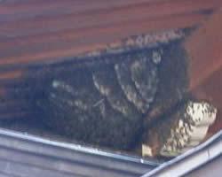 ミツバチの分峰の時の巣の写真