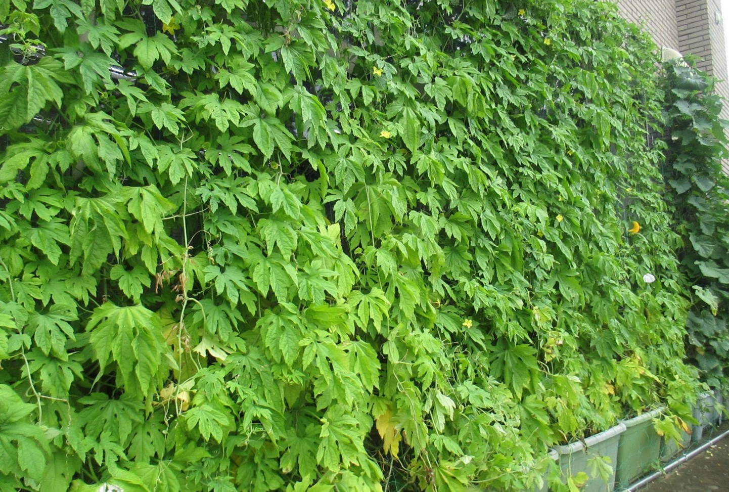 緑のカーテンコンテスト公共施設部門優秀賞作品