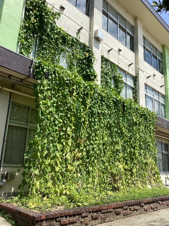 緑のカーテンコンテスト公共施設部門最優秀賞作品