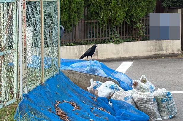 ごみに寄ってくるカラス