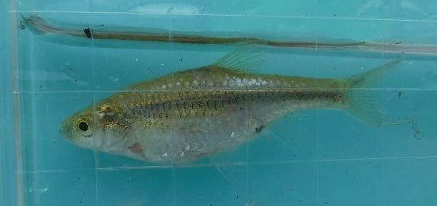 カワバタモロコ（国・絶滅危惧種）