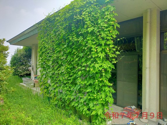 緑のカーテンコンテスト公共施設部門優秀賞作品