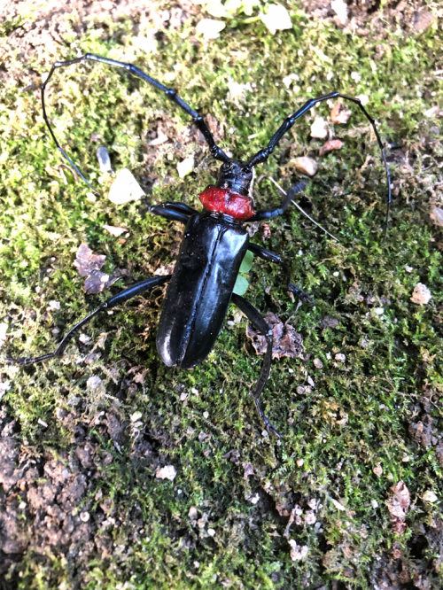 成虫の写真（出典：愛知県ウェブページ）