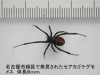名古屋市で発見されたセアカゴケグモの全体写真