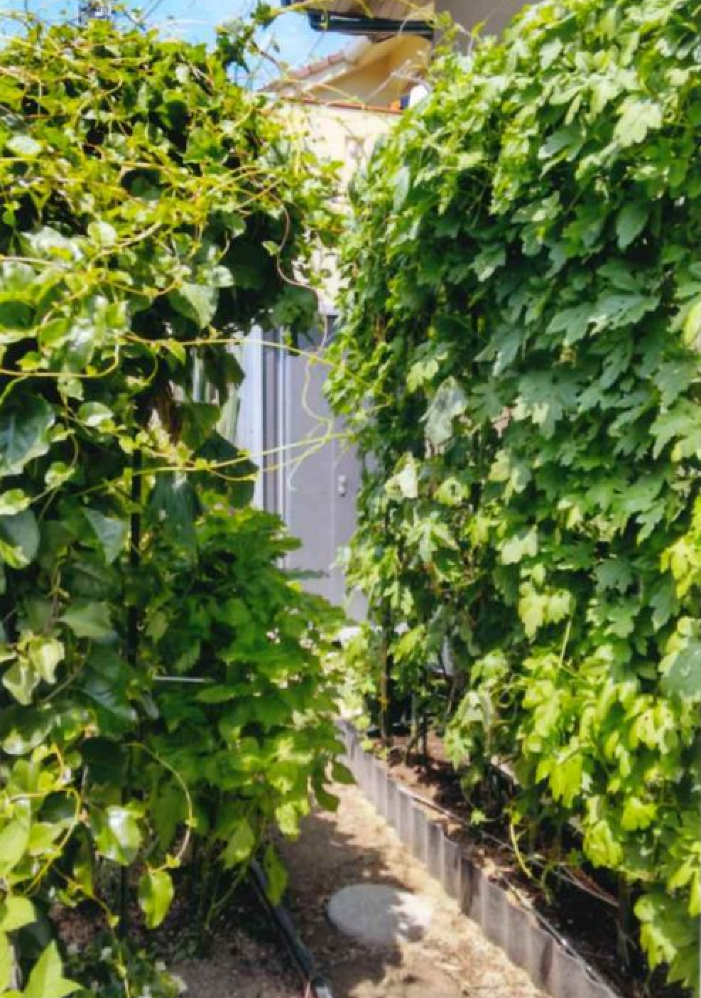 緑のカーテン一般部門優秀賞作品