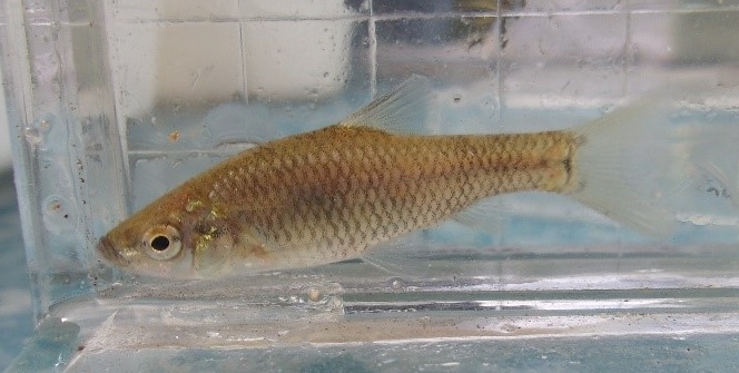 ウシモツゴ（国・絶滅危惧種）