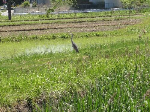 水田のほとりに佇む、堂々とした野鳥の写真