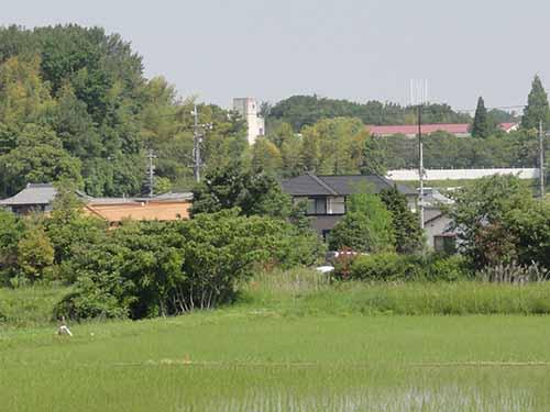 手前には水田が広がり、奥の真ん中に見える白い建物が相野山小学校の校舎の写真