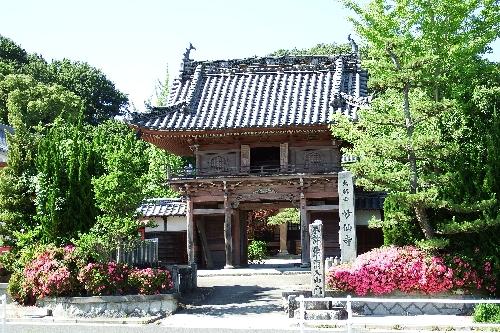 入り口両脇にサツキの咲き誇る、風格ある妙仙寺山門の写真