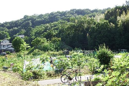 岩崎の御嶽山を望む阿良池市民菜園の緑豊かな写真