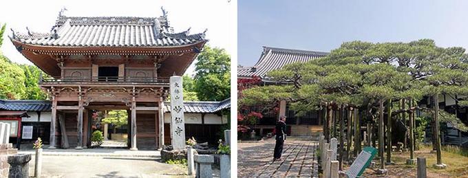 左は妙仙寺山門と右は臥龍の松の写真