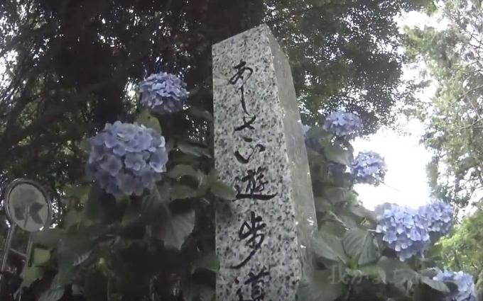 あじさい遊歩道の石碑の周りに青い紫陽花が咲いている写真