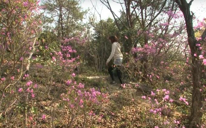 ピンクの花の咲いている山道を歩いている女性の写真
