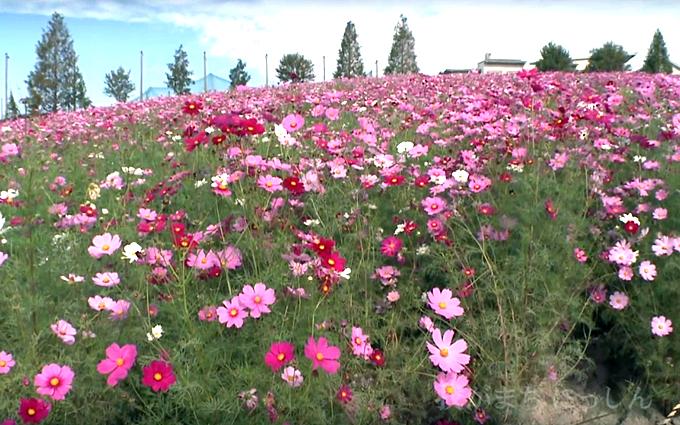 一面に咲くピンク・白のコスモスの花の写真