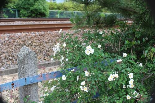 名鉄沿線線路脇に咲く、小さく白い可憐な野ばらの写真