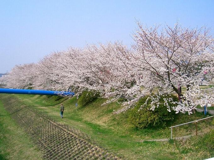 河川の桜並木の写真
