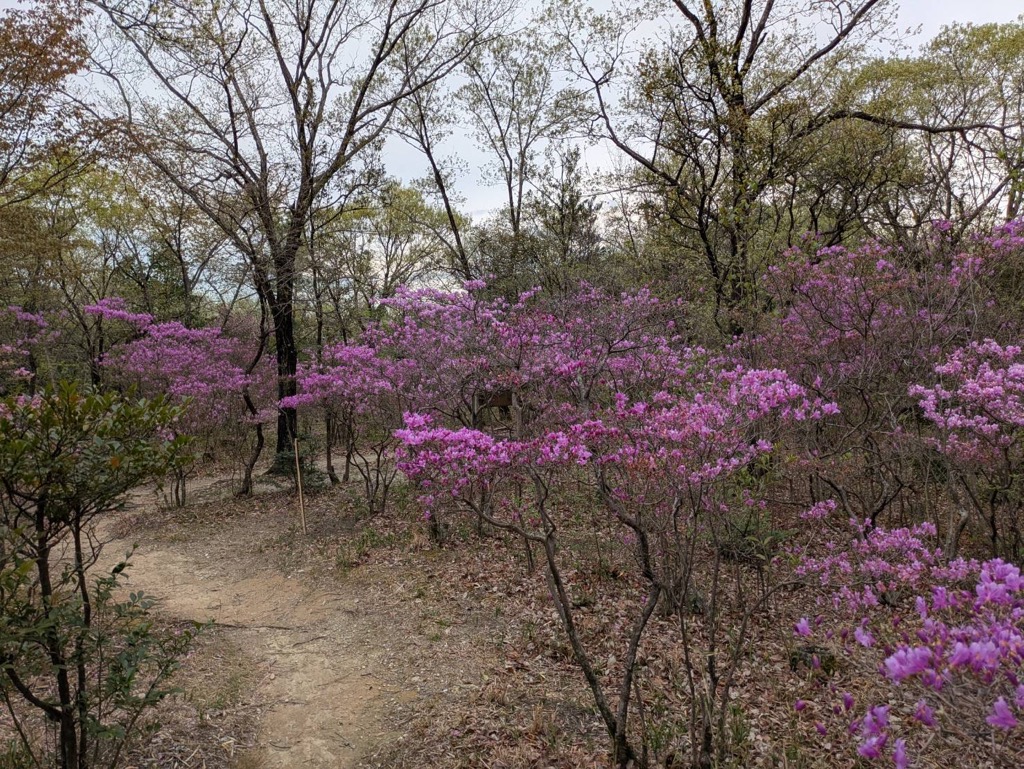 コバノミツバツツジ開花状況（令和8年4月4日時点）